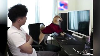 Best funniest animals compilation