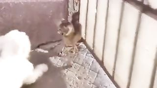 See who's better at fighting
