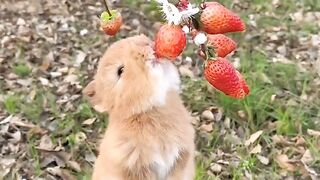 The little rabbit looks so cute eating strawberries