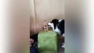 Cat videos funny video 4