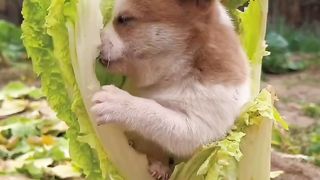 Do you like this little milk dog?