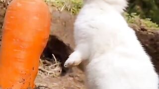A Little Rabbit Who Loves Radishes
