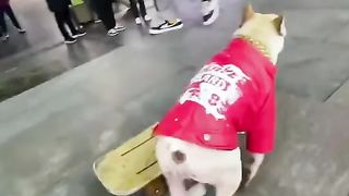 How does my precious dog do it