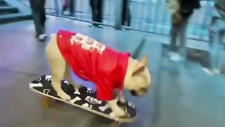 How does my precious dog do it 2