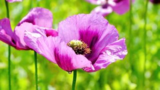 Best flowers background