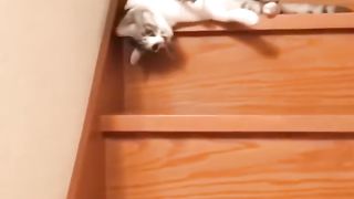 Cute cats 16