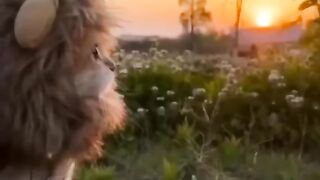 Funny And Cute Animals Febspot