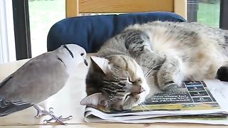 Bird annoying cat ( troll dove)