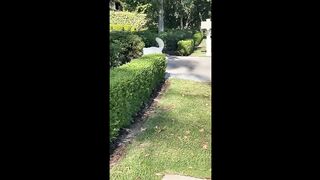 Funnies Dogs