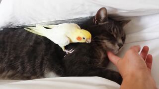 Bird protecting cat