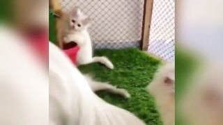 #@Funny and cute