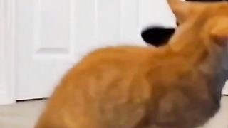 #@funny video