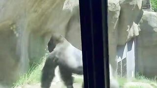 Gorilla punches the glass ???? (wait until the end)