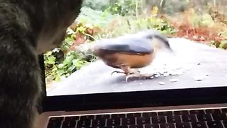 cute cat watching birds