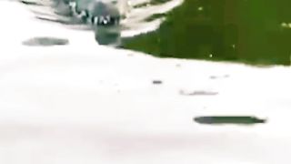 Viral vodio