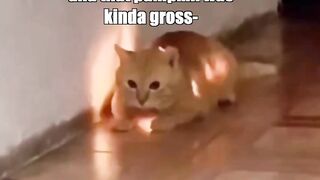 Cat-O-Lantern wow cat glowing