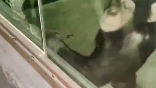 Monkey vs CR7 funny