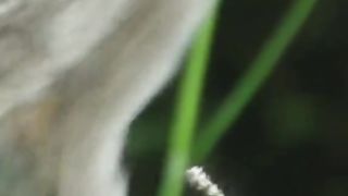 Little Baby Bird