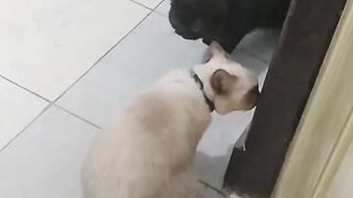 Cats talk with funny Malaysia meme sound