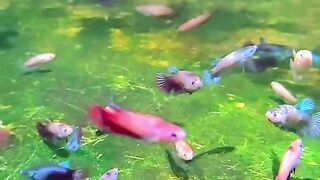 Many Betta Fish