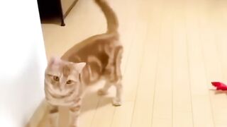 Funniest cats????In The World???? Funny and Fails Pets Video 2