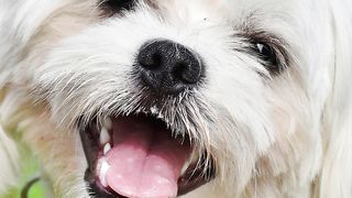 Do you ever find your dog displaying signs of jealousy?