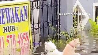 cute cat in boat