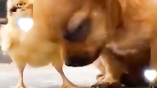 Chort video