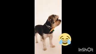 #@Funnydog
