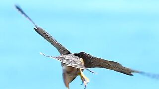 Falcon playing