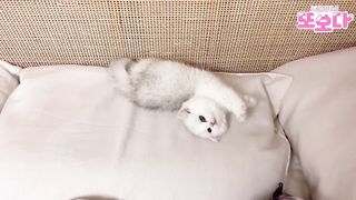 Cute and funny Cat Video to keep you smiling and feeling happy.