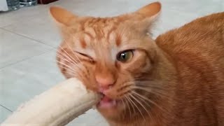 FUNNY ANIMALS COMPILATION | PART 2