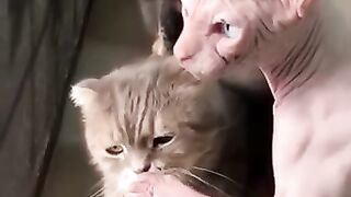 Funny CATS momen