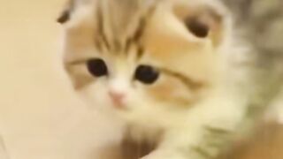 Funny and cute kitty