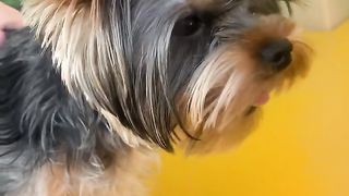 @#Funny and cutepuppy