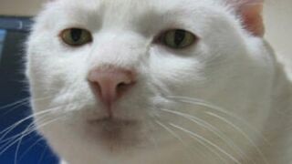 Challenge the cat