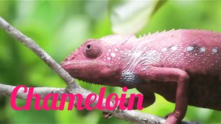 Chameleons change colour