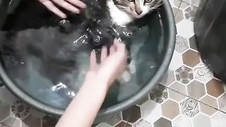 Cat is relaxing