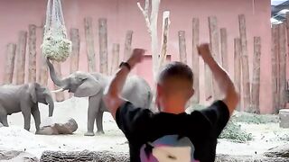 funny elephant