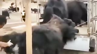 Tontonan viral