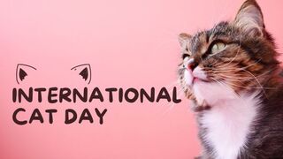 confused cat sound