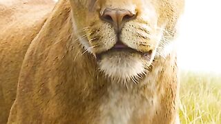 he's the only who can stand face to with a lion (tarzan part 2)