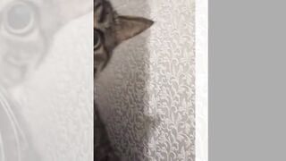 Funny cat video 23
