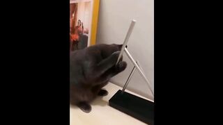Funny Cats and Dogs Videos Compilation ???? - Funny Animals Videos Make You Laugh????