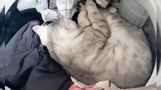 What would you do if ur cat in washing machine？