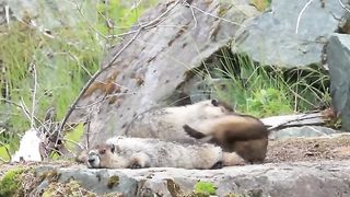 Animals 27