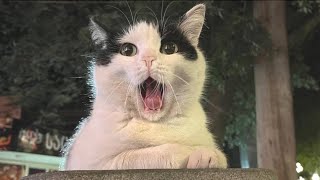 FUNNY ANIMALS COMPILATION | PART 3