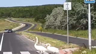 The best thing I've seen today! The geese actually used the correct crossing area.