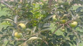Mom_Chidiya_ka_Kartoon____Tuni_Chidiya_Cartoon___Hindi_Cartoon_Kahani__Mango_Tree___Tuni_Toons(360p).
