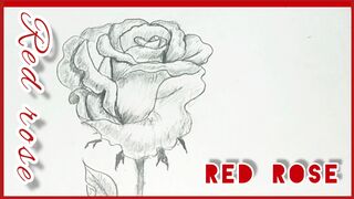 Red rose 2